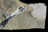 Pennsylvanian Fern (Macroneuropteris) Fossil - Kinney Quarry, NM #80419-2